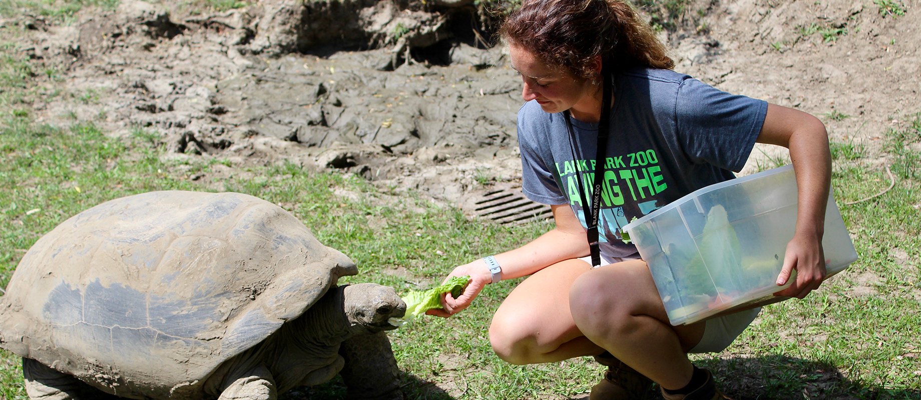 Simpson College graduate Emma Fleddermann feeds a tortoise at Blank Park Zoo